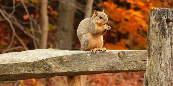 Fascinating autumn wildlife and where to find it