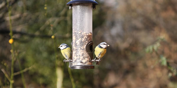 How to attract and feed wildlife in your garden