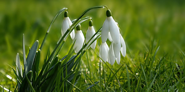 Spring walks with an historical and cultural twist