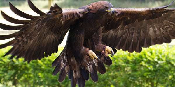 Where to find wildlife in the UK; a BCH Camping guide